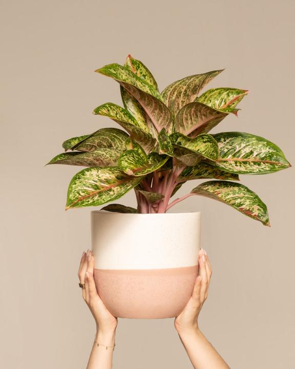 Immagine prodotto feey Aglaonema Painted Celebration (55 cm, Appena rinvasata)