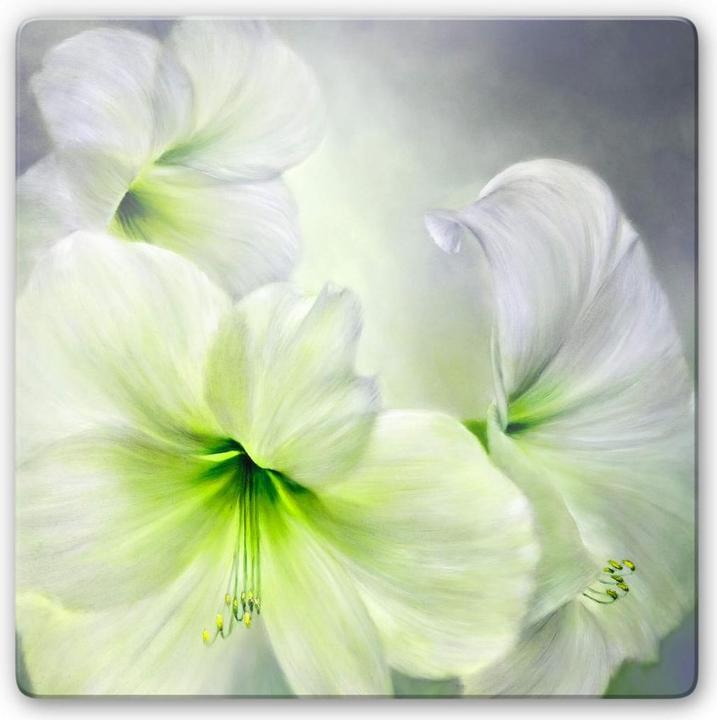 Actual product image Trenddeko White Amaryllis (20 x 20 cm)