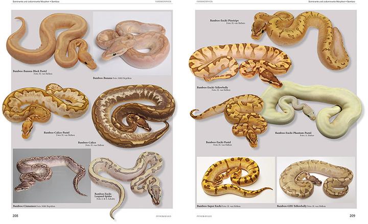 Produktbild Python regius (Deutsch, Stefan Broghammer, 2025)
