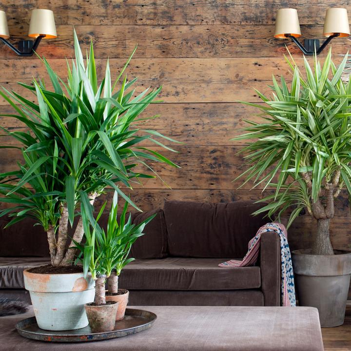 Immagine prodotto Plant in a Box Yucca elephantipes - (50 cm)