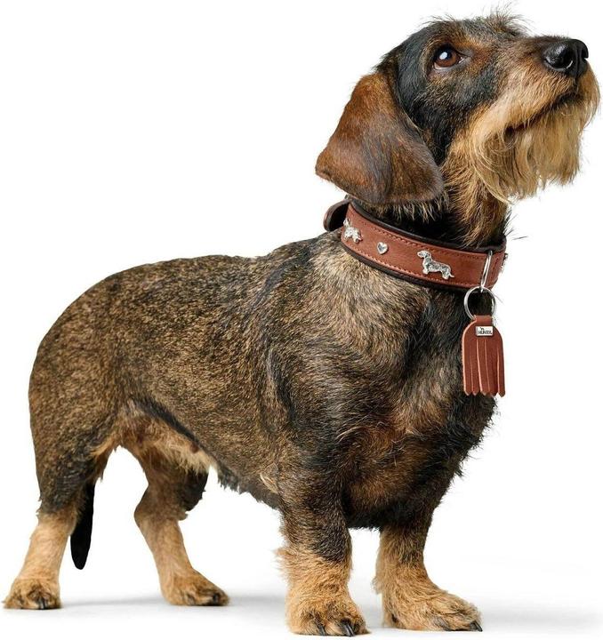 Actual product image Hunter Dachshund collar Munich 42/S, cowhide, cognac/black (42, S, Dog, Dog sport)
