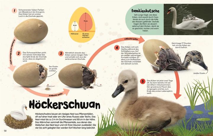 Produktbild Aus dem Ei (Deutsch)