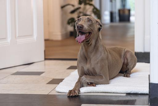 Produktbild Designed by Lotte Liegekissen Ligra (Hund)
