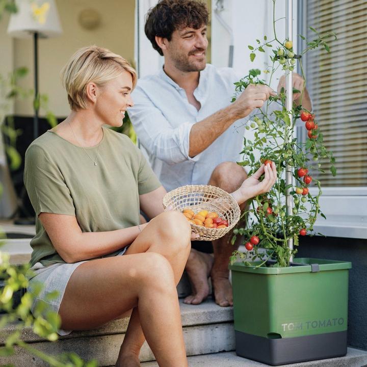 Actual product image Gusta Garden Tom Tomato (35 cm)