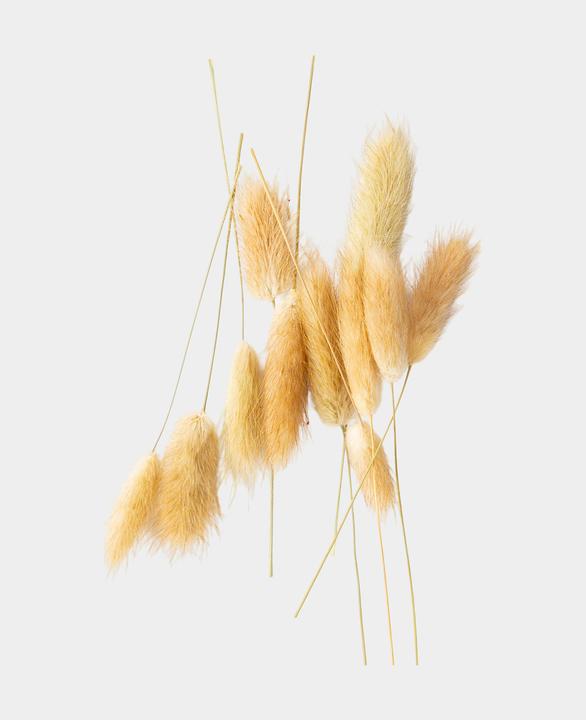 Actual product image I Am Creative Dried flowers Lagurus (Dried flowers)