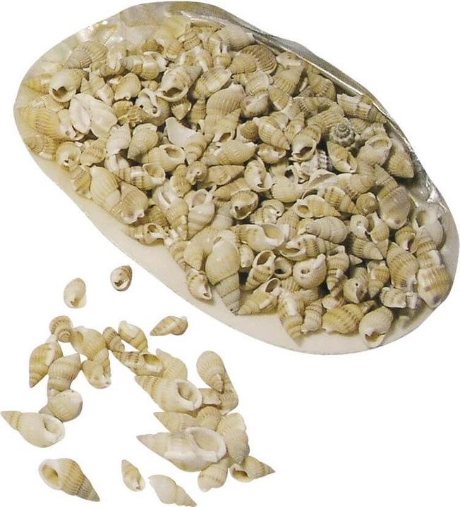 Actual product image Rayher Post horn shells