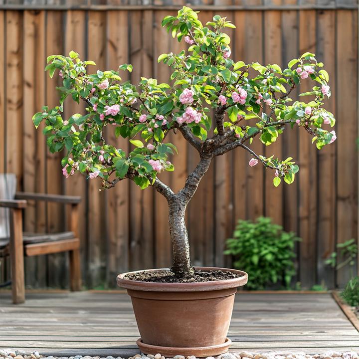 Produktbild Plant in a Box Prunus 'Bonanza' - Pfirsichbaum (60 cm)