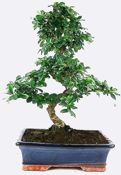 Produktbild Bonsai.ch Carmona Fukientee