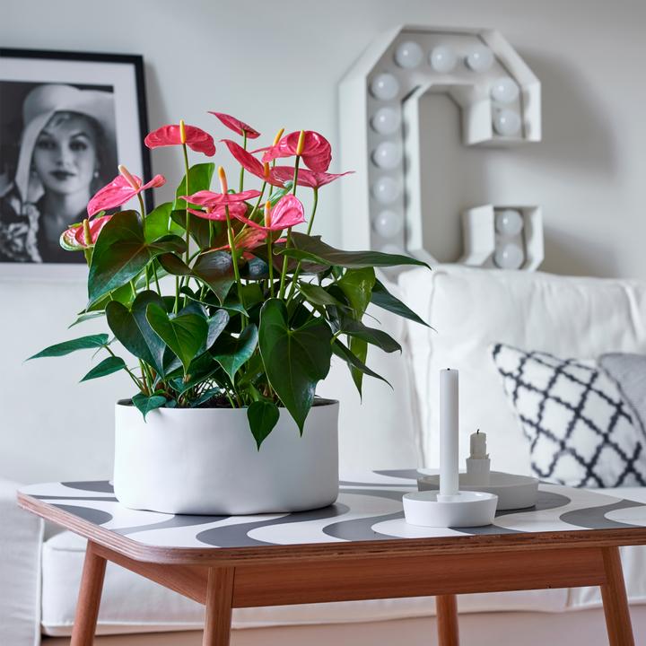 Immagine prodotto Plant in a Box Anthurium 'Colorado Pink" - (40 cm)