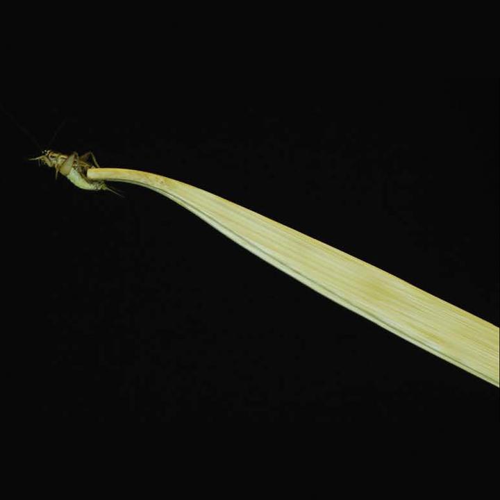 Produktbild Exo Terra Tweezers