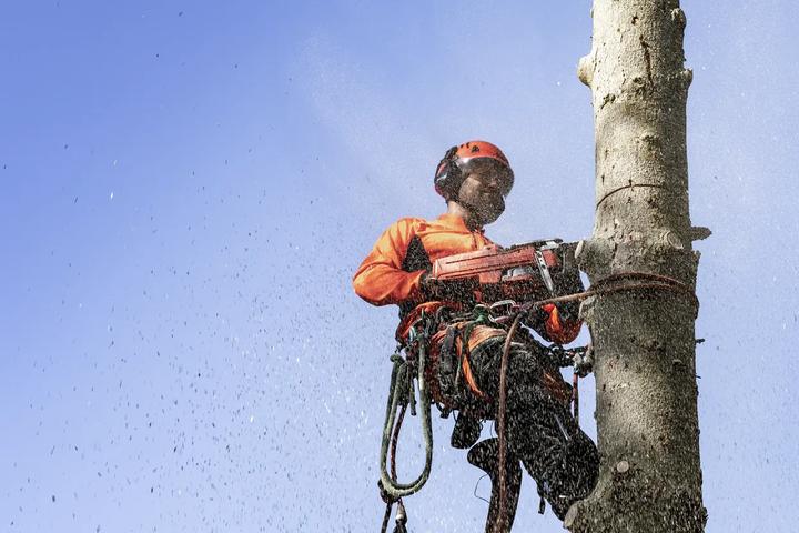 Actual product image Husqvarna 545 Mark II (Petrol chain saw)