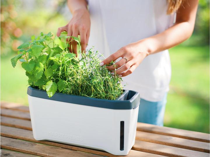 Actual product image Gusta Garden Kräutertopf HARRY HERBS mit Haube, Weiss (35.80 cm)