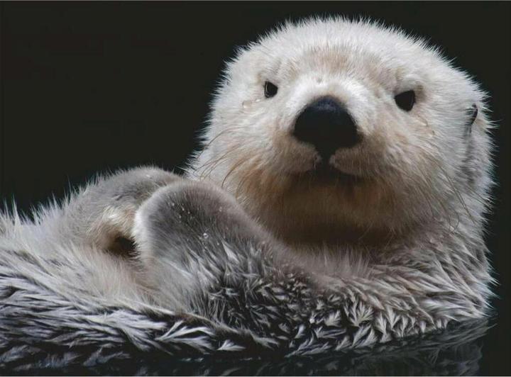 Actual product image Ravensburger Cute little otter (500 pieces)