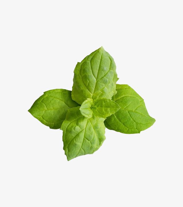 Productafbeelding Véritable Marokkaanse munt (Plant zaden)