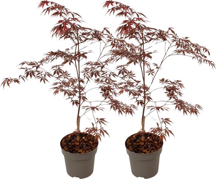 Produktbild Plant in a Box Acer Palmatum 'Black Lace' - 2er Set Ahornbäume (60 cm)