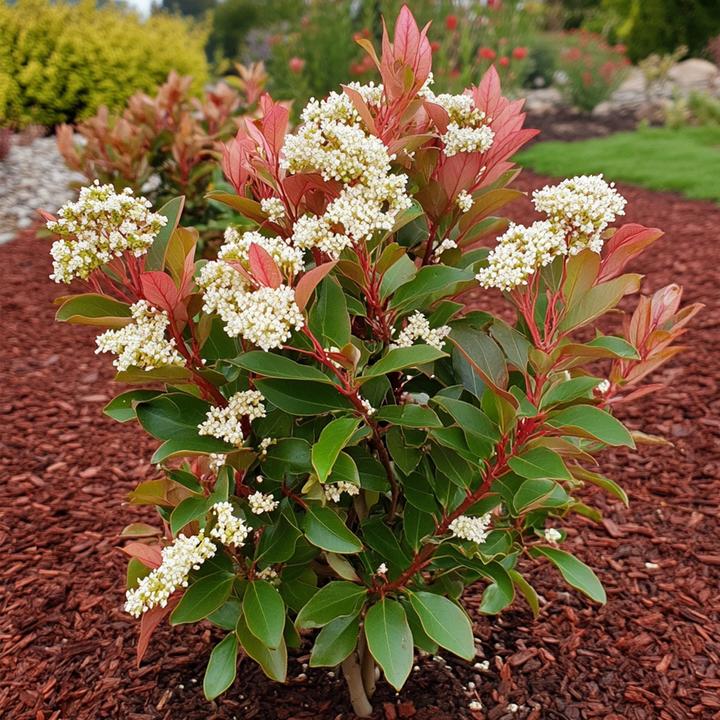 Actual product image Plant in a Box Photinia fraseri Red Robin - set of 2 loquat plants (30 cm)