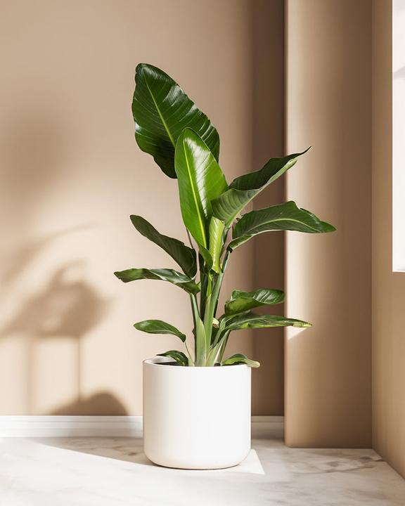 Image du produit feey Strelitzie XL (110 cm, Fraîchement rempotés)