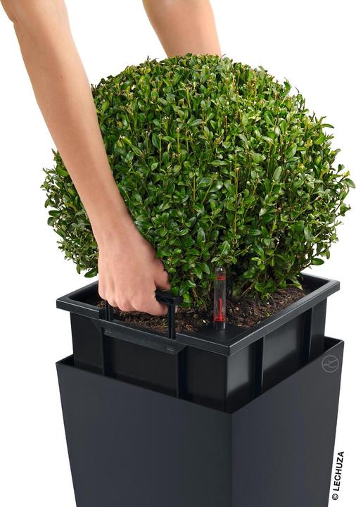 Image du produit Lechuza cubico (39.50 cm)