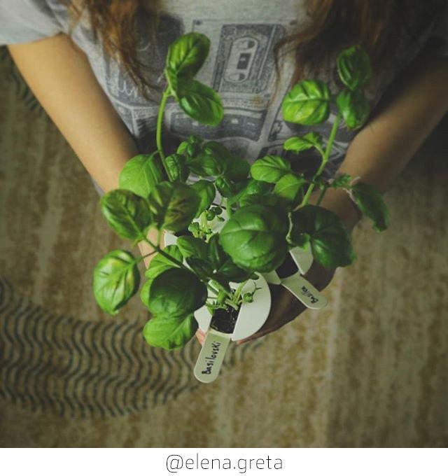 Produktbild Click and Grow Basilikum (Kräutersamen)
