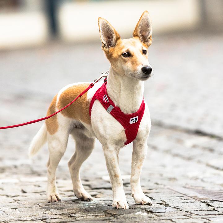 Produktbild Curli Geschirr Vest Air-Mesh 2XS, Ruby (XXS, Hund, Allgemein)