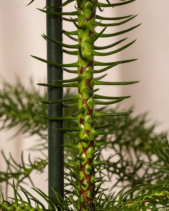 Image du produit feey Zimmertanne (55 cm, Respectueux des animaux, Fraîchement rempotés)