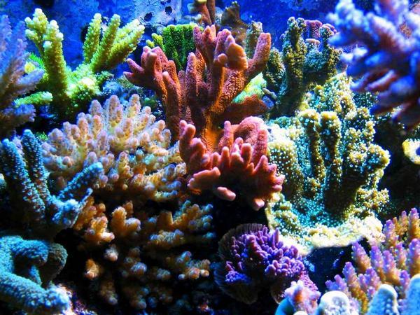 Actual product image Aquarium Systems Reef Crystals, synthet. Salt, 380 g, D/F (Water treatment aquarium)