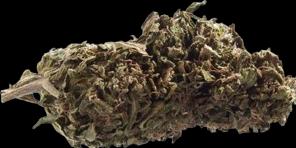 Immagine prodotto Herba di Berna Orangello (45 g, Esterno)