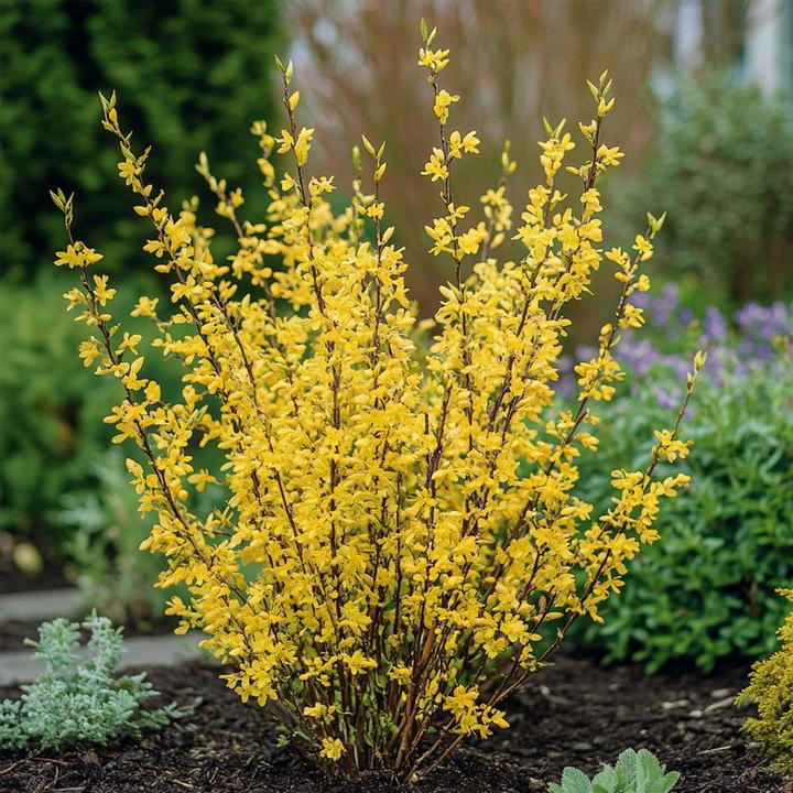 Immagine prodotto Plant in a Box Forsythia intermedia 'Minigold' - Set di 4 Forsythia (25 cm)