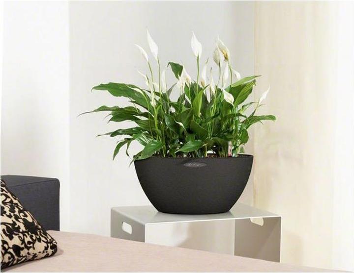 Produktbild Lechuza Cubeto Color (30 cm)
