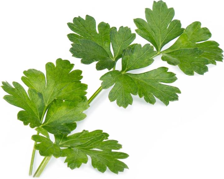 Véritable Bio-Petersilie (glatt) (Kruidenzaden)