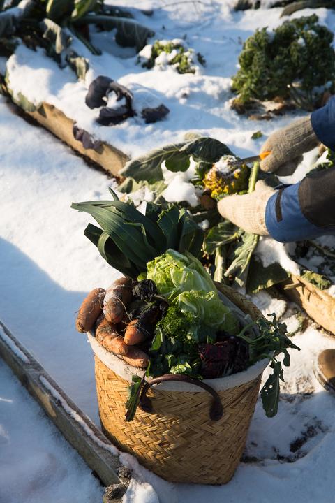 Produktbild Frisches Gemüse im Winter ernten (Deutsch, Wolfgang Palme, 2024)