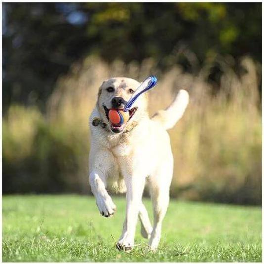 Produktbild Chuckit! Ball auf einem Seil szarpak 5 cm für einen Hund (Kauspielzeug Hund)