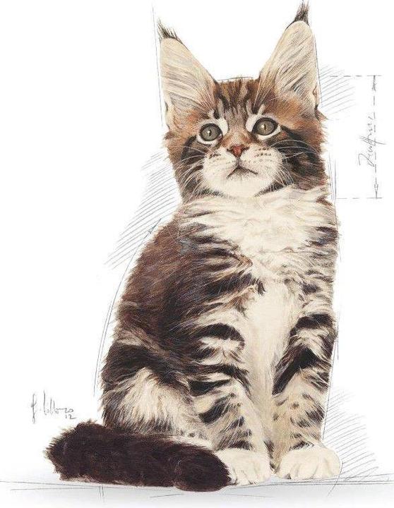 Immagine prodotto Royal Canin Coon del Maine (Junior, 1 pz., 400 g)