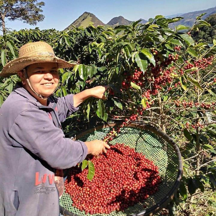 Image du produit Tropical Mountains Brasileña Kaffeebohnen (250 g, Torréfaction moyenne)