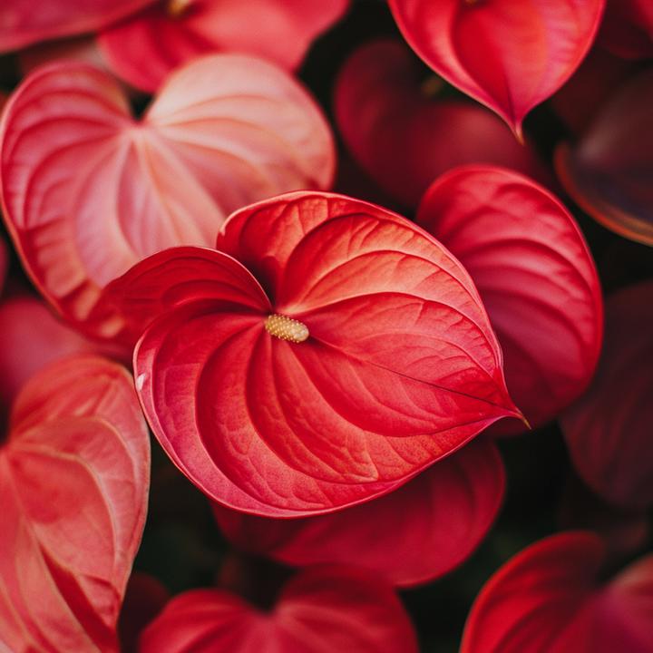 Image du produit Plant in a Box Anthurium 'Royal Champion' - Flamingoblume (35 cm)