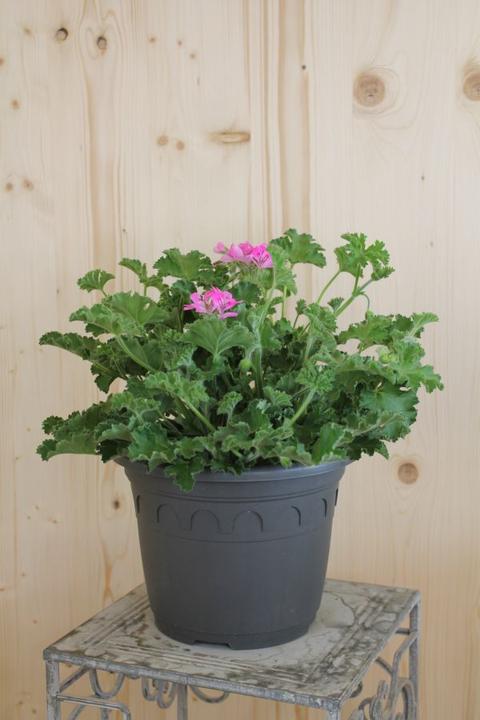 Säntispracht Il Geranio profumato con aromi essenziali - Pelargonium hybrida (60 cm)