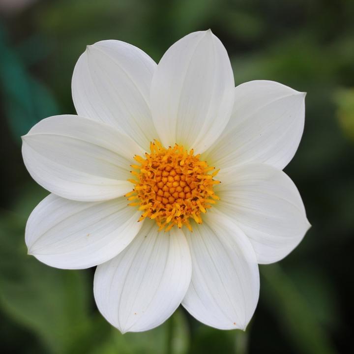 Produktbild Plant in a Box Dahlia Park Princess, Gladiolen Priscilla, Freesia Enkel Wit, Oxalis Deppei Iron Cross, Gladiolus Ca (10 cm)