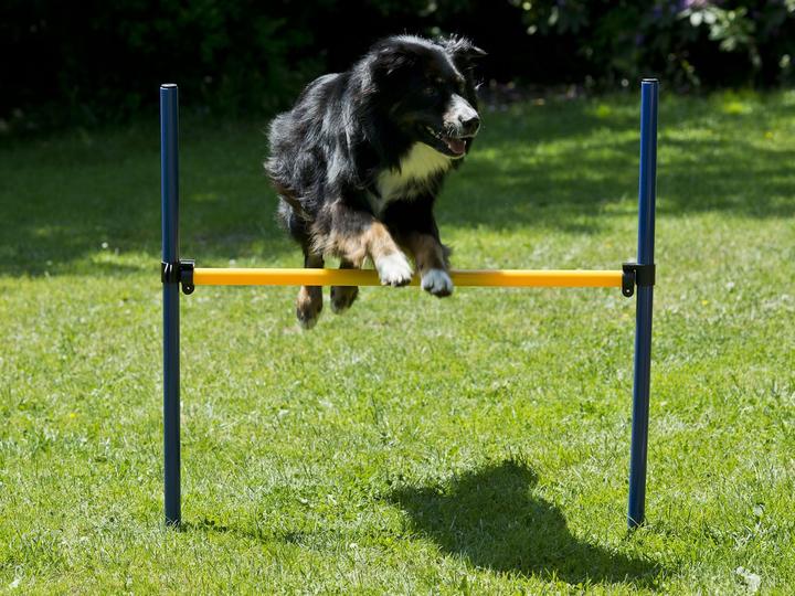 Produktbild Petcenter Agility Starter Set 1 Tunnel 60x152 cm, 4 Slalomstangen, 1 Sprung, 1 Boxband (One Size, Agility)