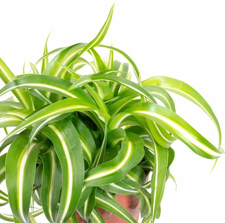 Image du produit Flowerbox Lis vert "Bonnie" - Chlorophytum Comosum (25 cm)