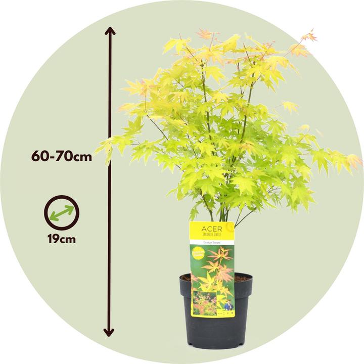 Produktbild Plant in a Box Acer palmatum 'Orange Dream' - 2er Set Ahornbäume (60 cm)
