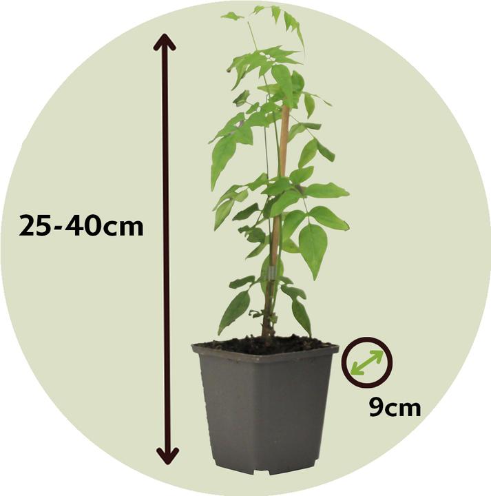 Produktbild Plant in a Box Trachelospermum jasminoides 'Officinale' - 3er Set Jasmin (25 cm)