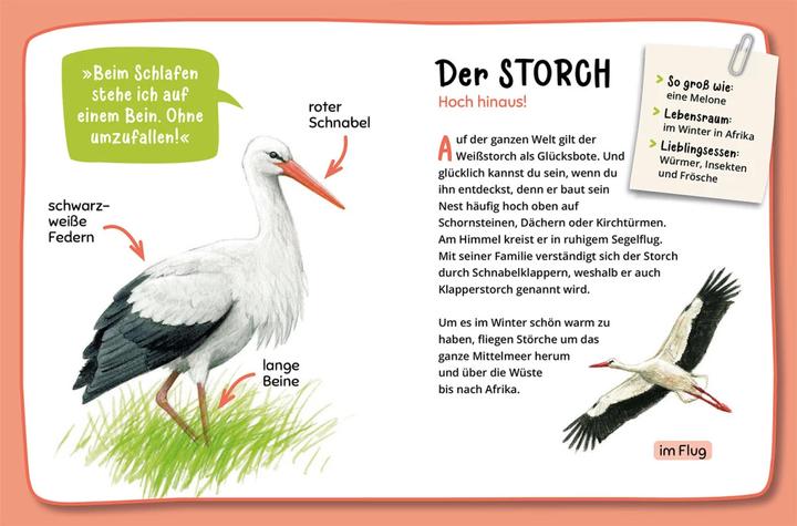 Produktbild Kosmos Mein erster Naturführer, Was fliegt denn da? (Deutsch, Lea Hille, 2023)