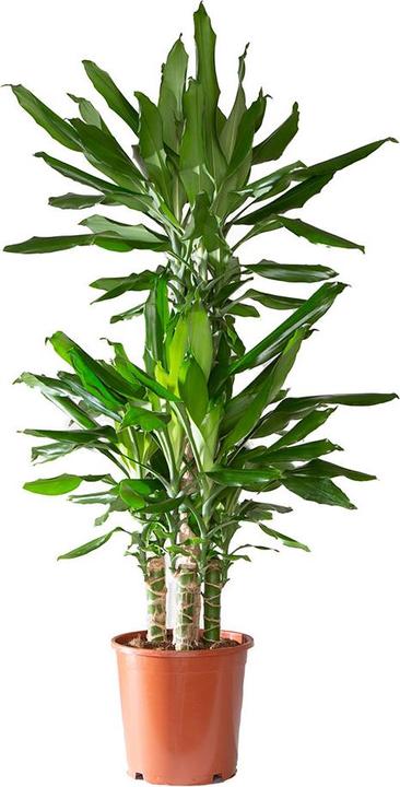 Image du produit VEG and the City Lafia (Dragonnier - Dracaena steudneri) (105 cm)