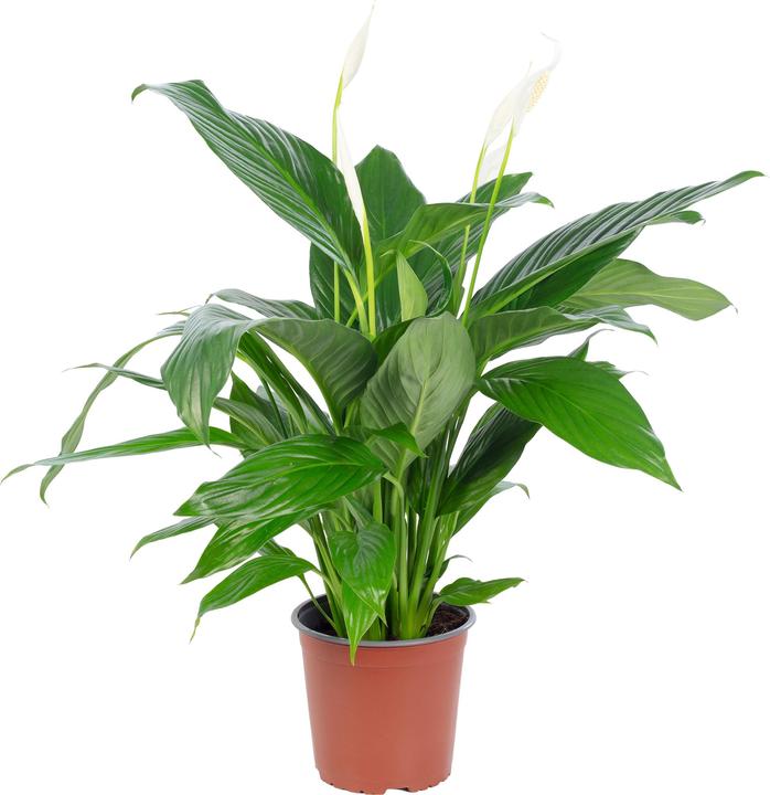Produktbild Flowerbox Einblatt - Spathiphyllum (70 cm)