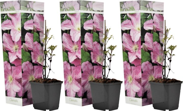 Produktbild Plant in a Box Clematis 'Hagley Hybrid' - 3er Set Klematis (25 cm)
