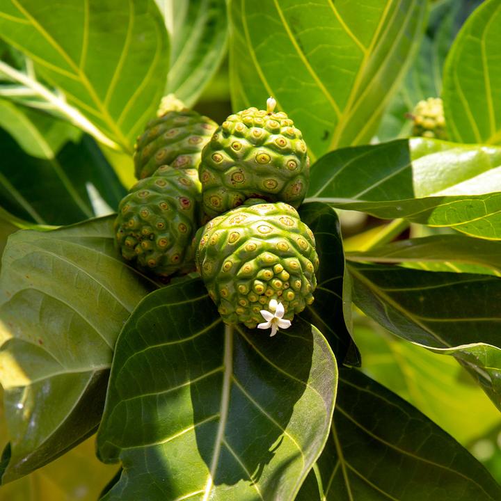 Actual product image Sekoya Noni | extract from noni juice (90 Piece, Capsules)