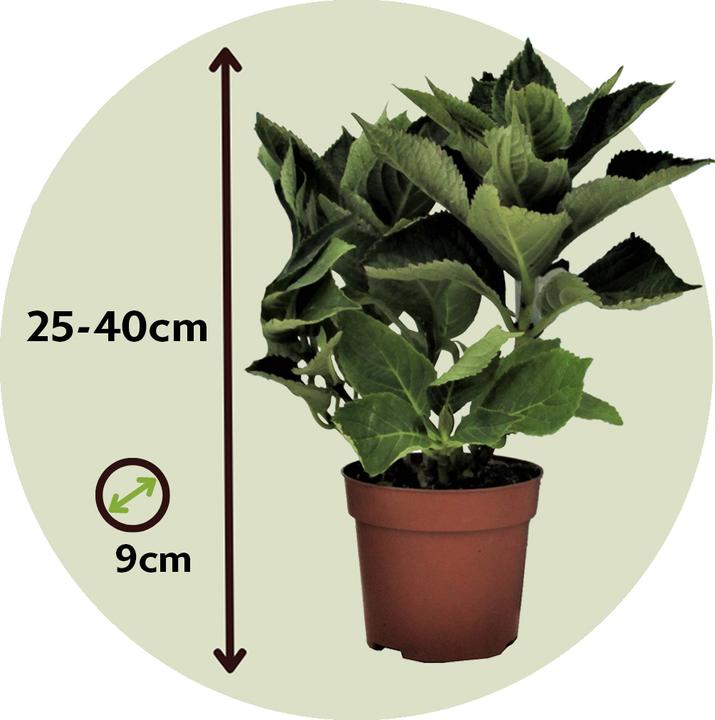 Produktbild Plant in a Box Hydrangea macrophylla 'Early Pink' - 3er Set Hortensien (25 cm)