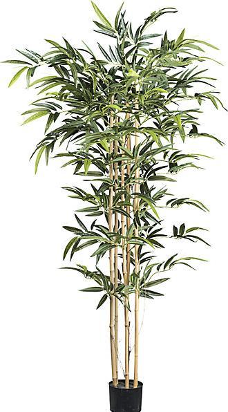 Actual product image kaiserkraft Bamboo with natural stalks, plastic pot, height 1500 mm. (150 cm)