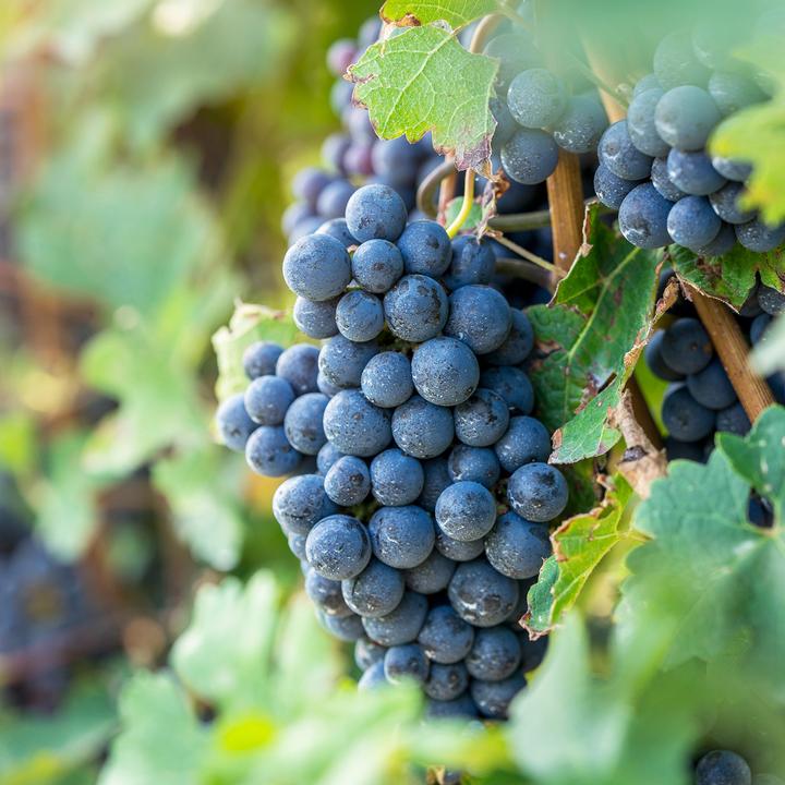 Produktbild Zulauf Hybridrebe / Vitis Venus (80 cm)