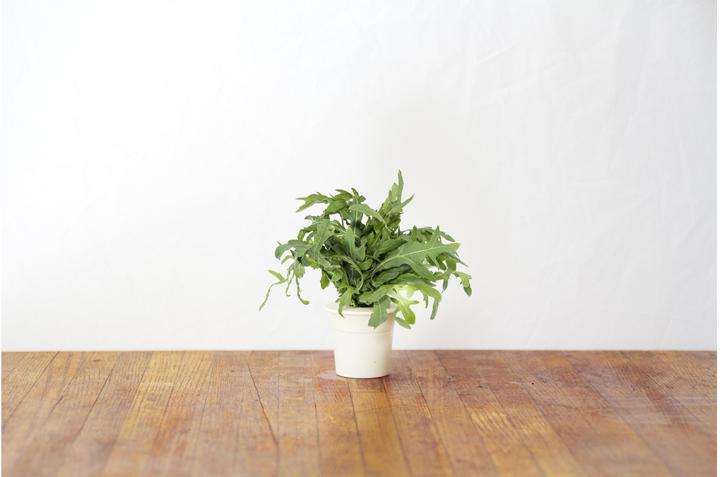 Immagine prodotto Click and Grow senape di foglia (Semi di erbe)